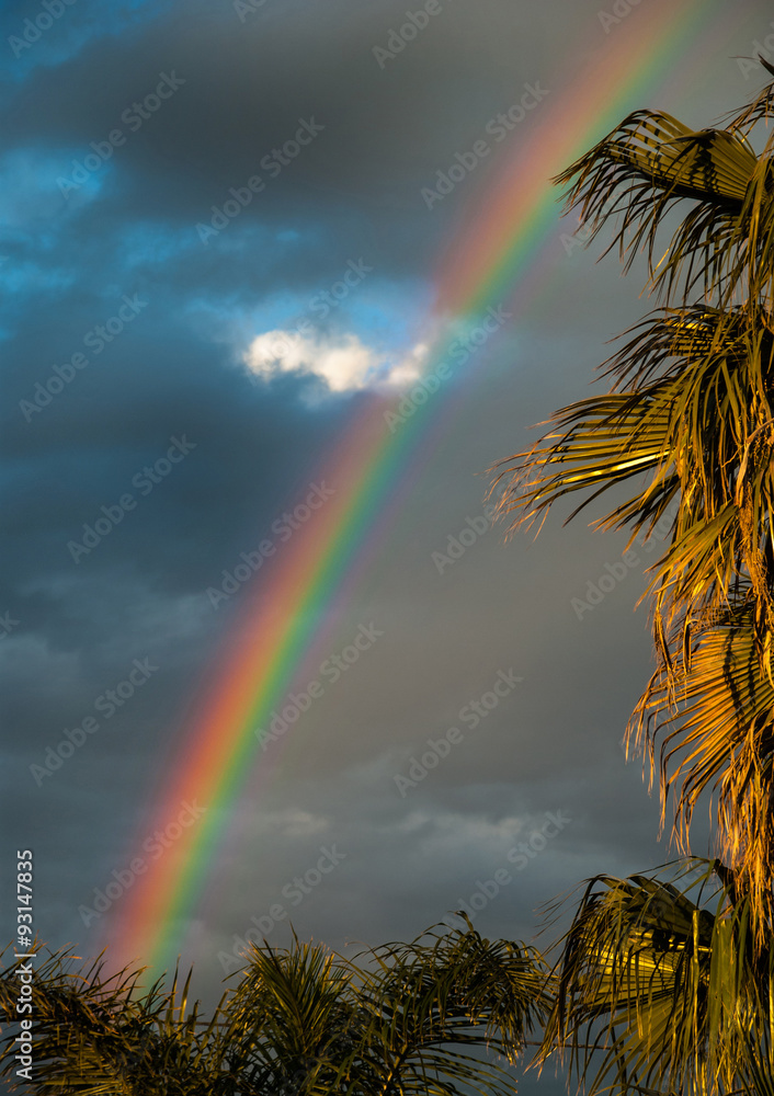 Rainbow and Palm Tree