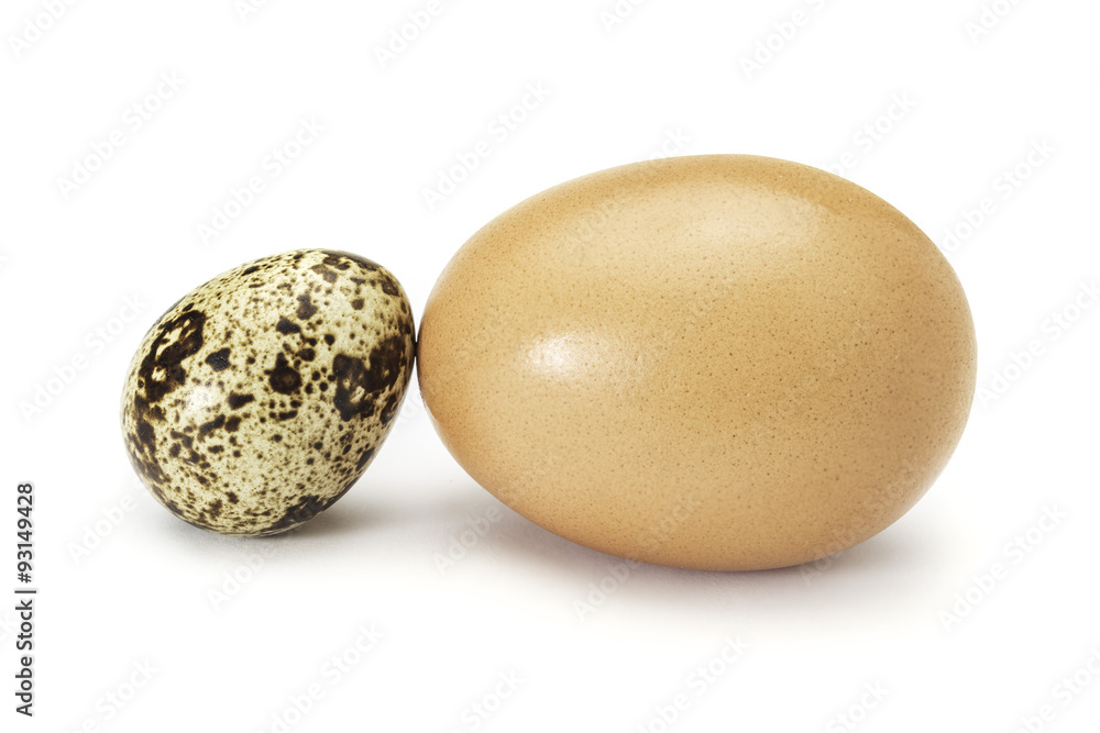 quail egg and chicken egg on white quail egg and chicken egg on white