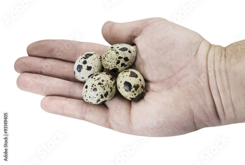 quail eggs on hand