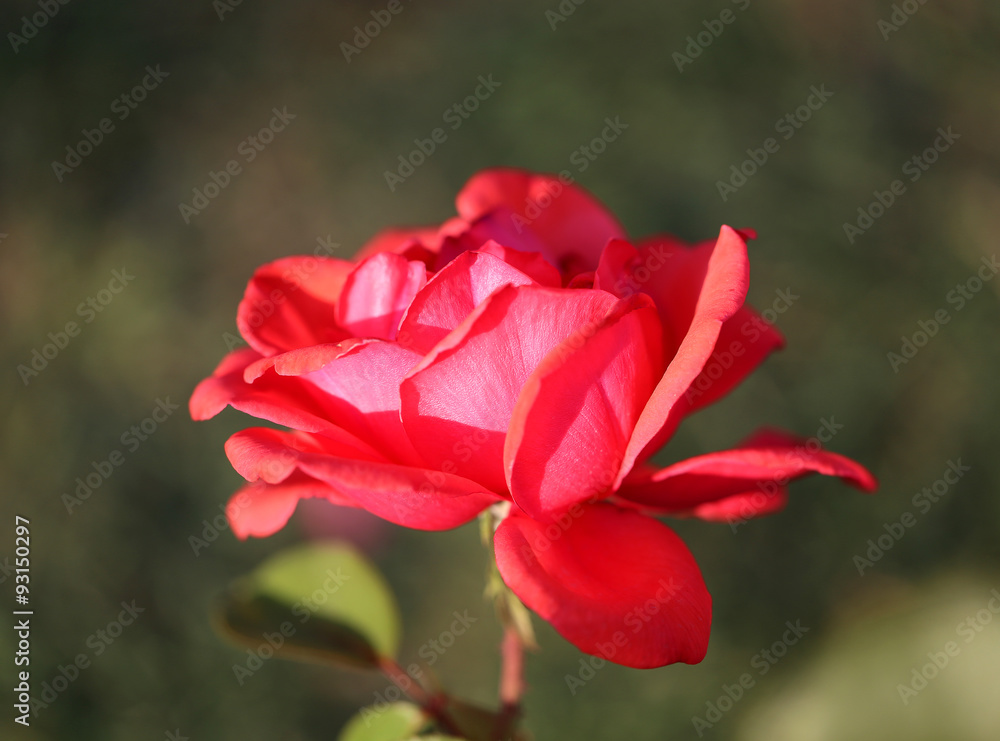 Beautiful flower of a rose