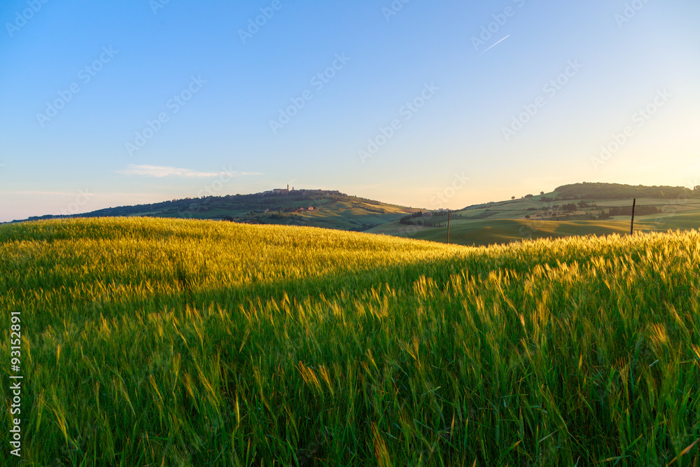 Naklejka premium Landscape in Tuscany at sunset in summer