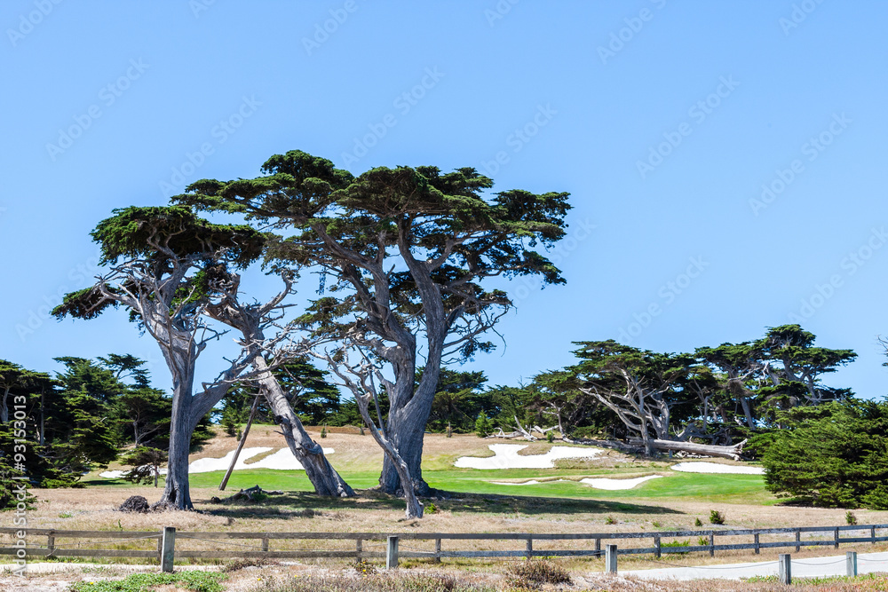 Lone Cypress between Sunset Point and Midway Point Lone Cypress between Sunset Point and Midway Point