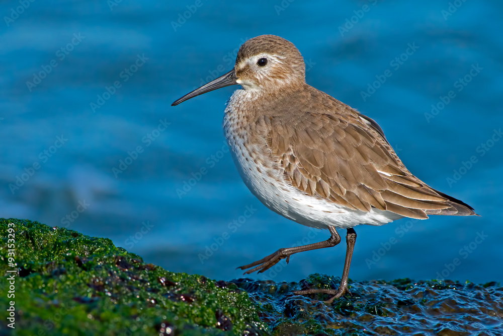 Obraz premium Dunlin on Moss Covered Jetty
