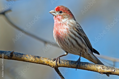 Принти на полотні Male House Finch on tree branch
