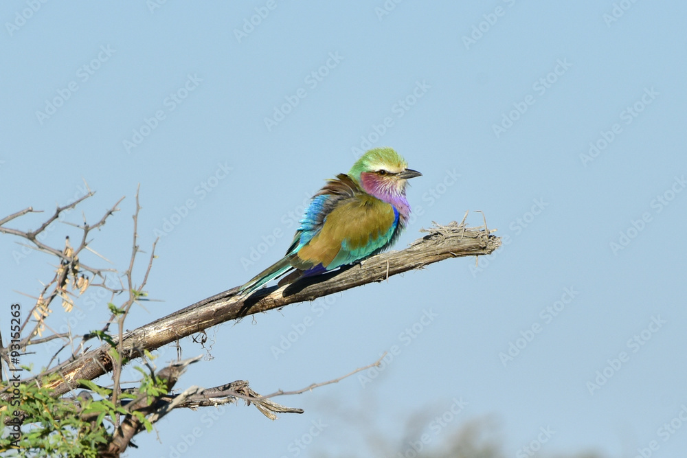 Fototapeta premium Lilac Breasted Roller