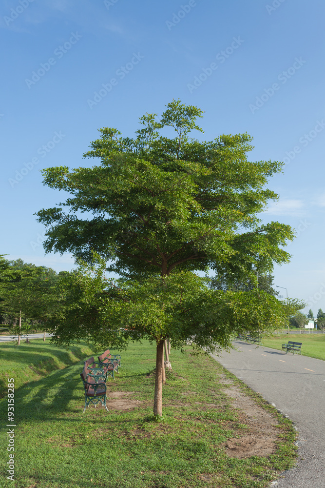 Tree in sunny day
