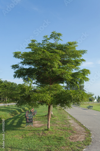 Obraz na płótnie Tree in sunny day w salonie