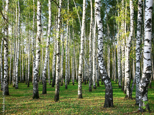 Autumn birch grove in the evening