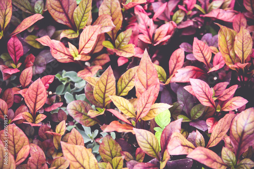 Vintage colorful leaves background © puifaiminiiz