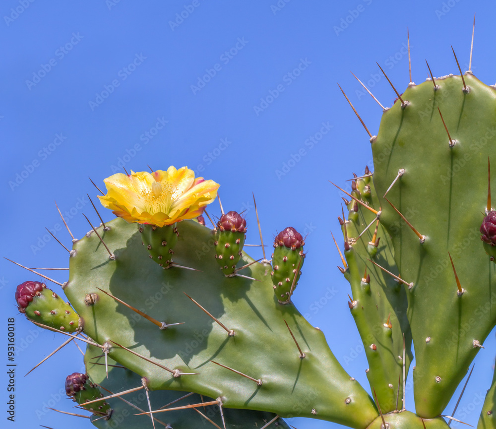Cactus-Raquette Images  Browse 8 Stock Photos, Vectors, and Video | Adobe  Stock