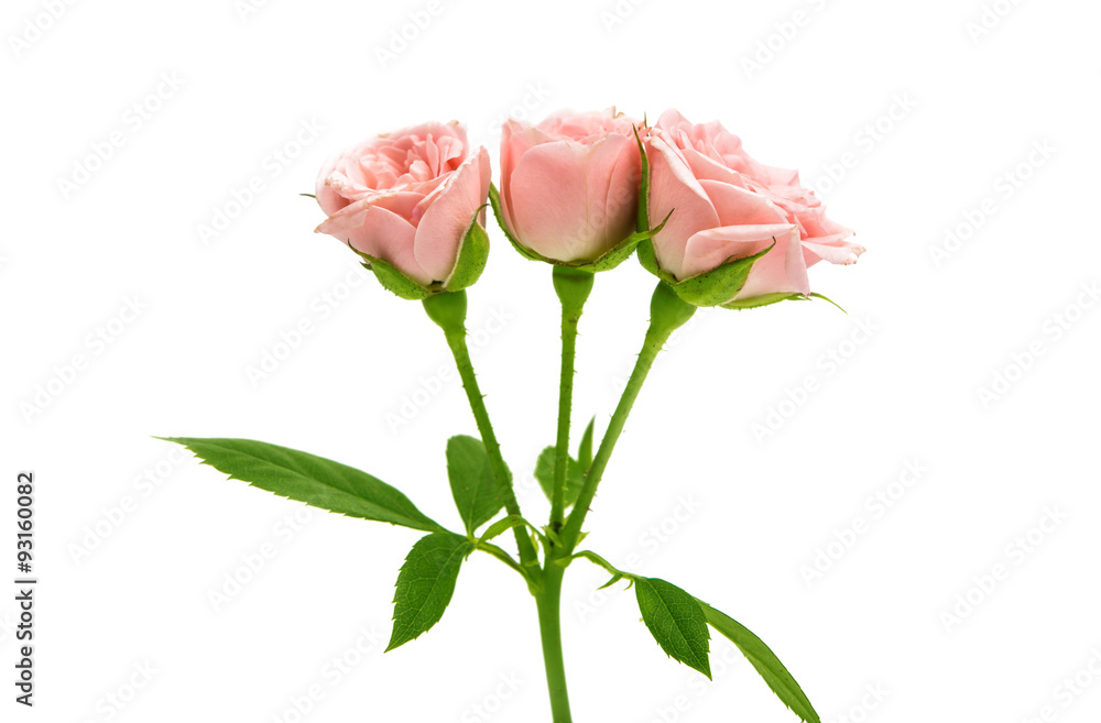 little pink rose little pink rose