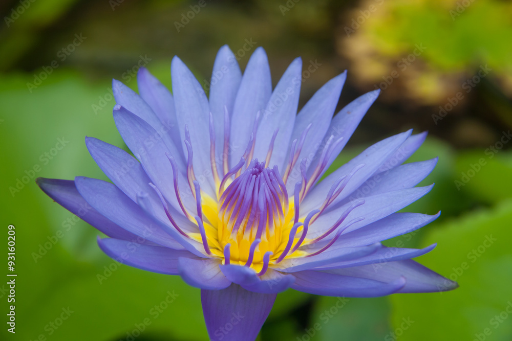 Beautiful close up lotus flower in the water Beautiful close up lotus flower in the water