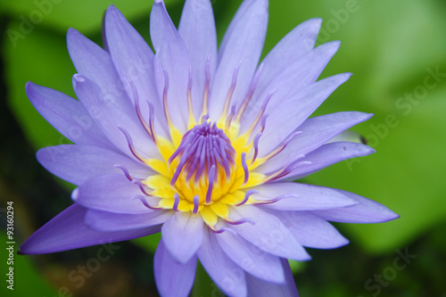 Beautiful close up lotus flower in the water