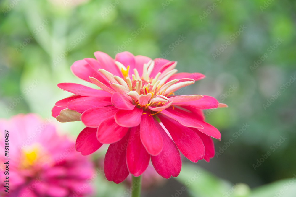 Fototapeta premium Vivid close up Zinnia flower