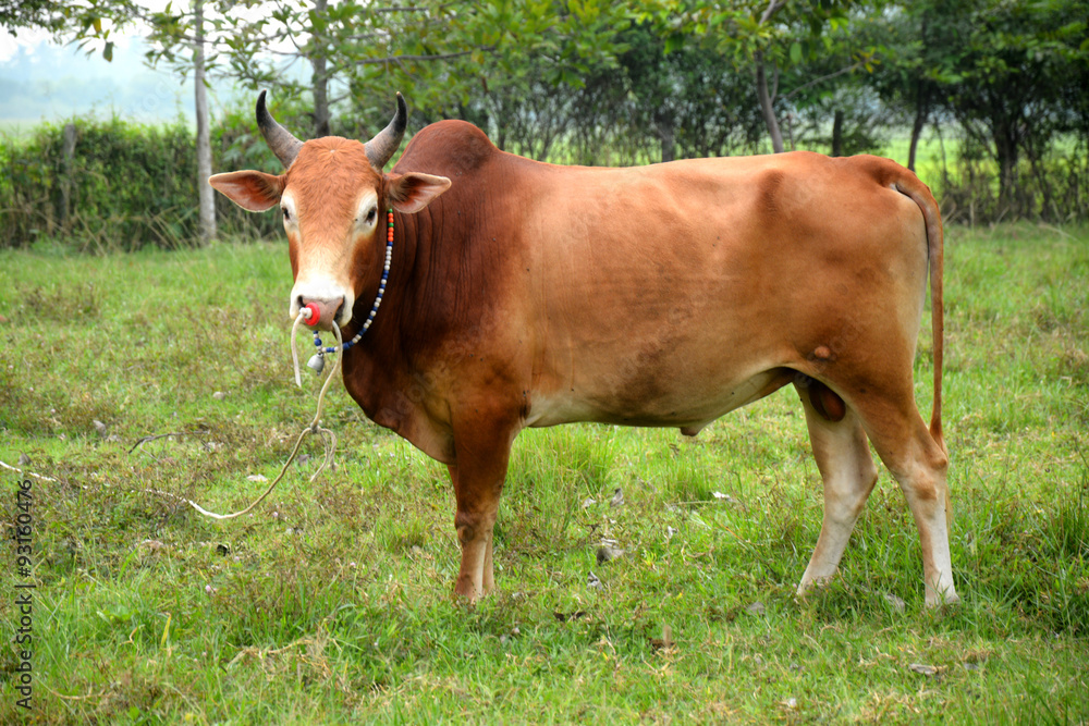 brown cow in green field brown cow in green field