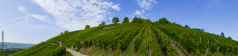Panoramabild eines Weinbergs vor blauem Himmel