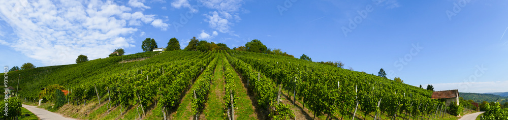 Panoramabild eines Weinbergs