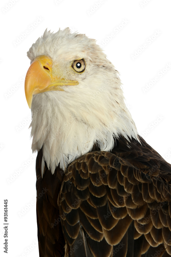 Head of bald eagle over white background Head of bald eagle over white background