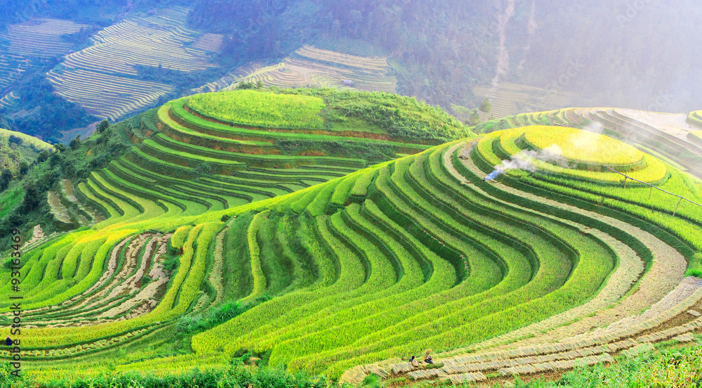 Rice fields on terraced of Mu Cang Chai , Vietnam.