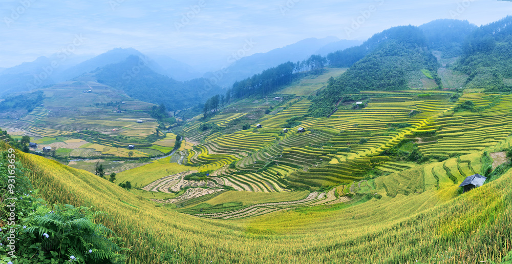 Rice fields on terraced of Mu Cang Chai , Vietnam.