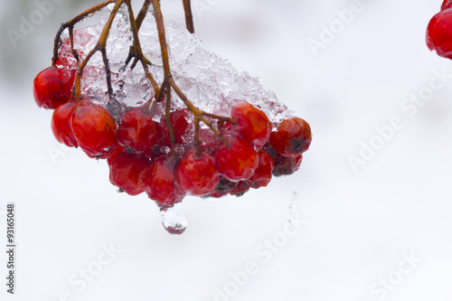 Ripe berries of mountain ash covered with snow. 