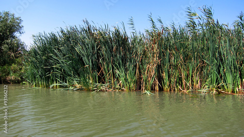 Green Reed