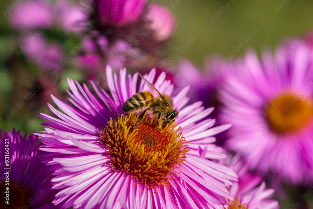 One bee on the flower.