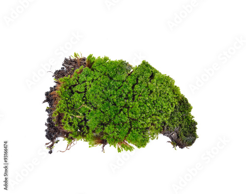  green moss on white background
