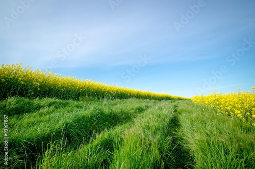 Grasweg mit Rabsfeldern rechts und links photo