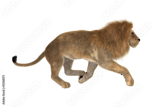 Fototapeta Naklejka Na Ścianę i Meble -  Male Lion