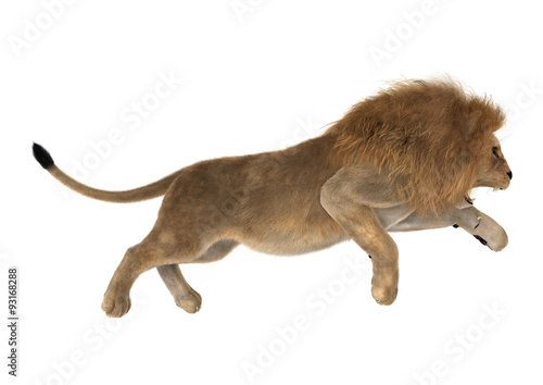 Fototapeta Naklejka Na Ścianę i Meble -  Male Lion