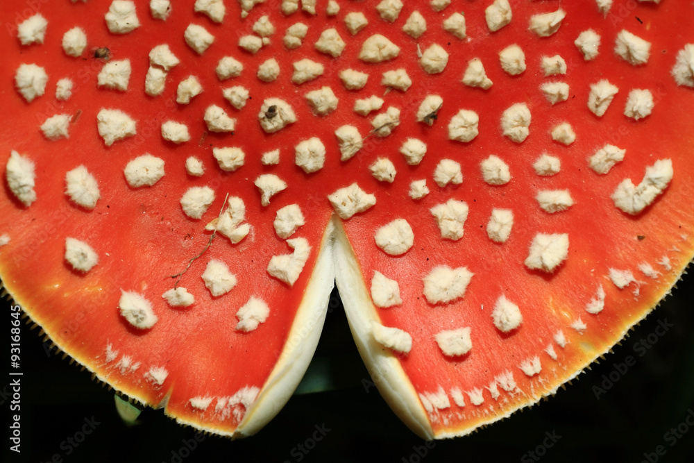 Obraz premium agaric mushroom