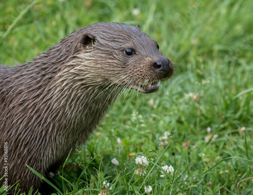 Otter head shot with green grass background