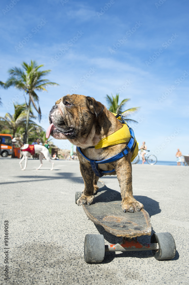 Longboard ipanema 2025