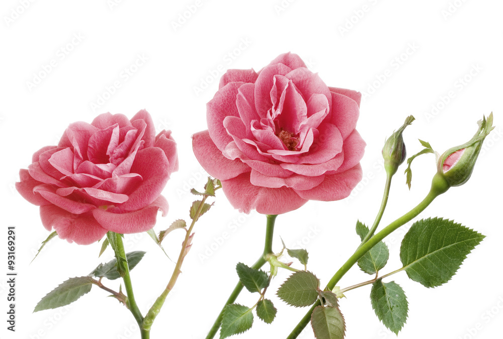 two pink roses isolated on white
two pink roses isolated on white