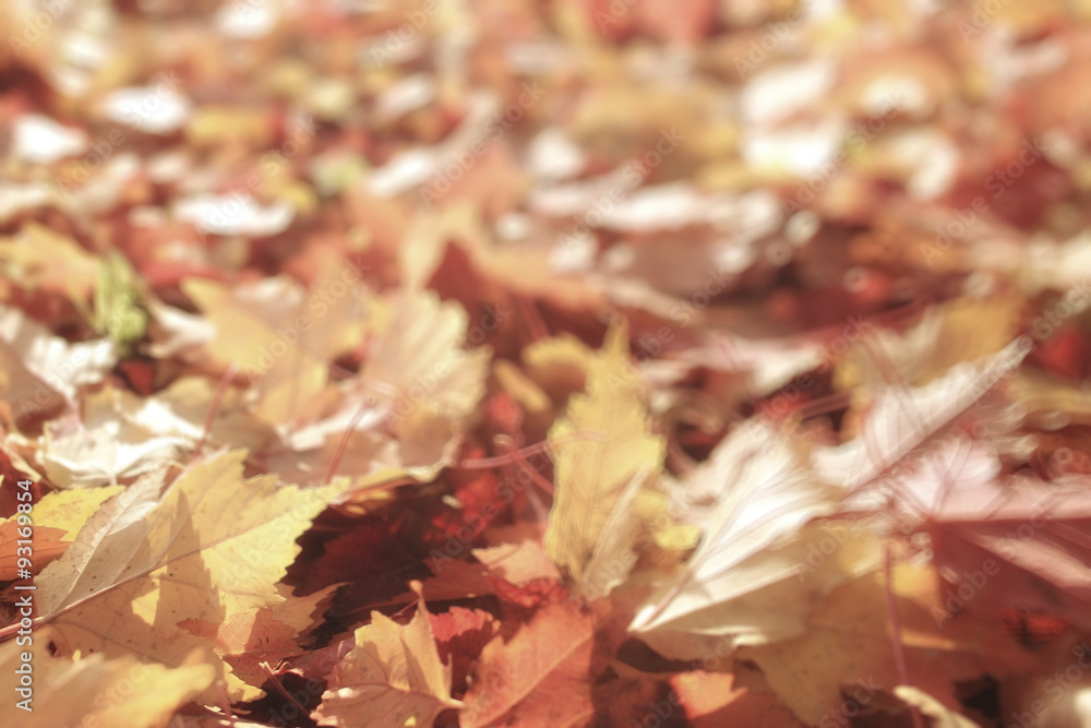 blurred background autumn leaves yellow trees blurred background autumn leaves yellow trees