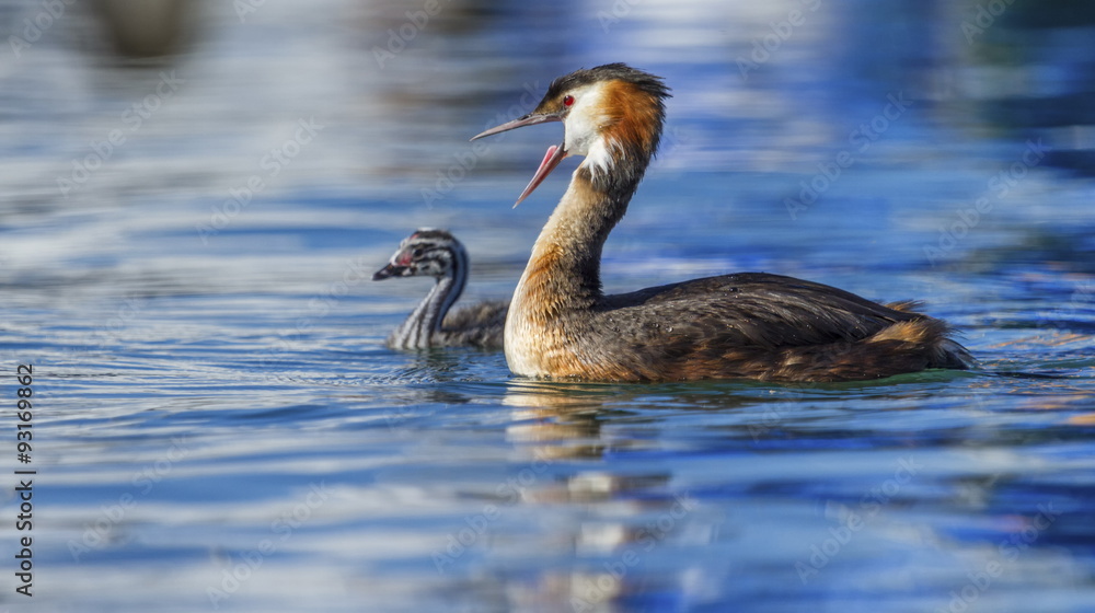 Crested grebe, podiceps cristatus, duck and baby Crested grebe, podiceps cristatus, duck and baby
