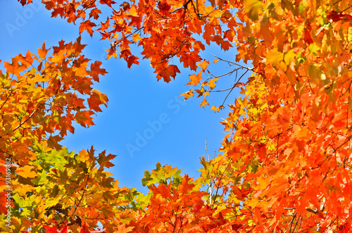 Autumn Orange Leaves in Canada