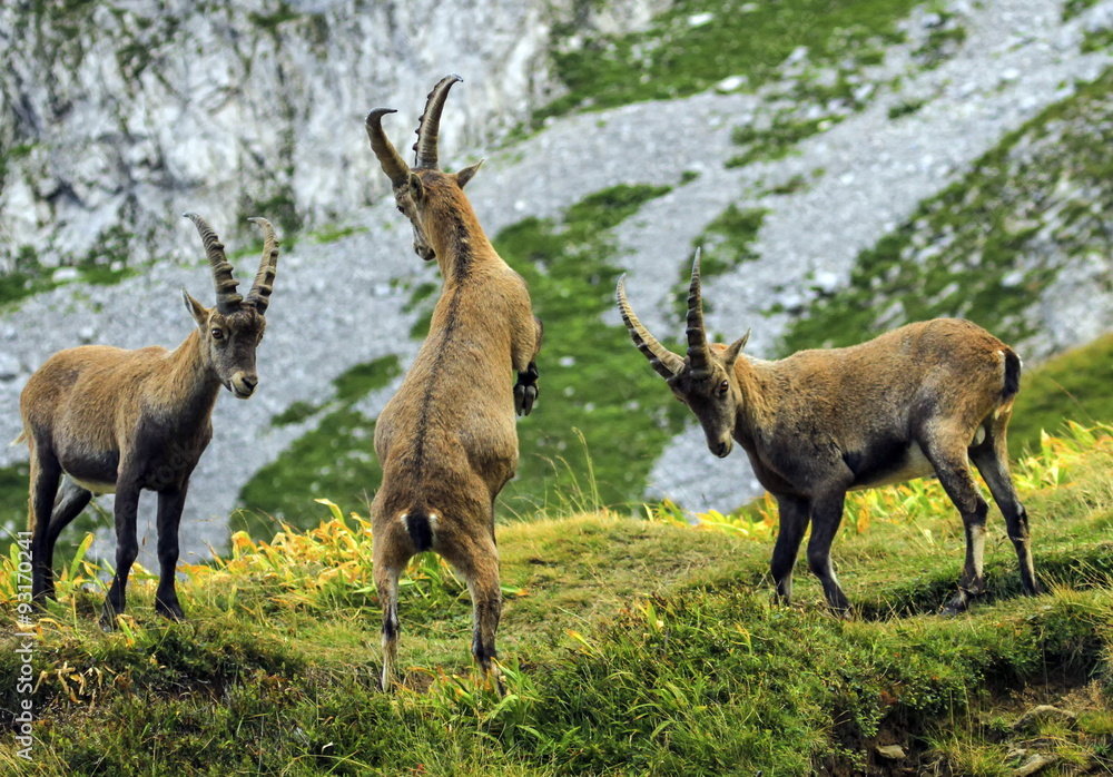Young male wild alpine, capra ibex, or steinbock Young male wild alpine, capra ibex, or steinbock