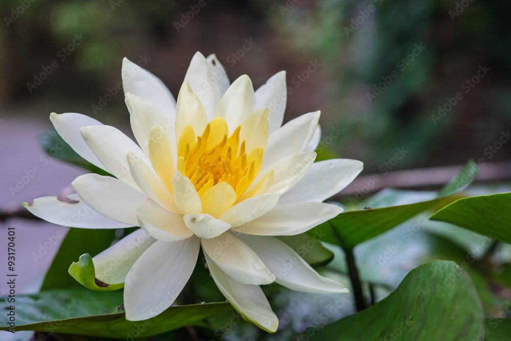Lotus flower growing in water taken in Chiang Mai, Thailand, The lotus flower is used extensively in temples and for worship in Asia. It is very much a part of the Thai culture. Lotus flower growing in water taken in Chiang Mai, Thailand, The lotus flower is used extensively in temples and for worship in Asia. It is very much a part of the Thai culture.