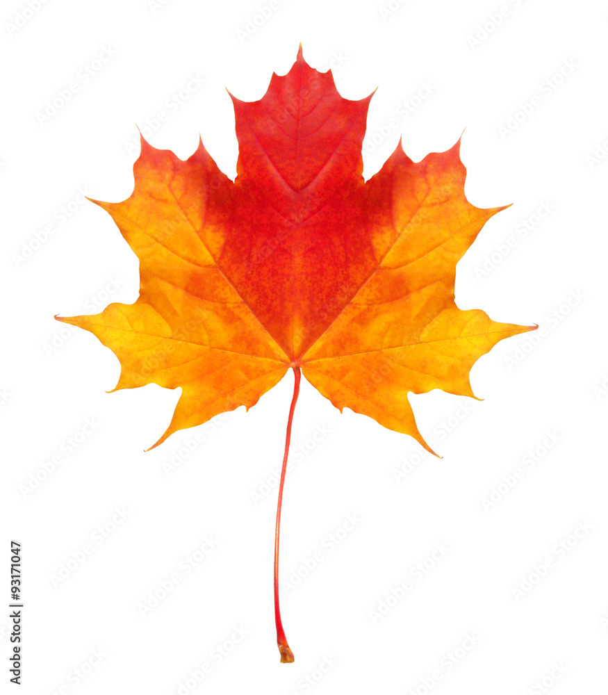 Fototapeta premium colorful autumn maple leaf isolated on white