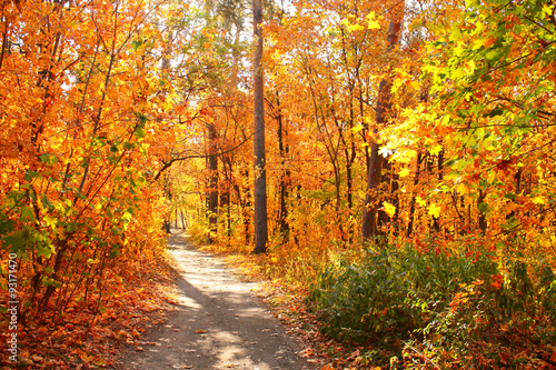 Road in autumn forest