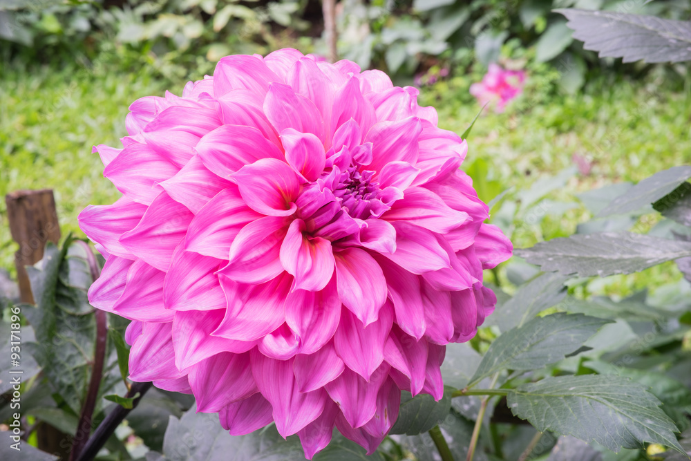 Fototapeta premium Pink purple flower photographed in Chiang Mai, Thailand.