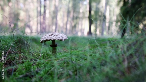 ein Riesenschirmpilz im Wald photo