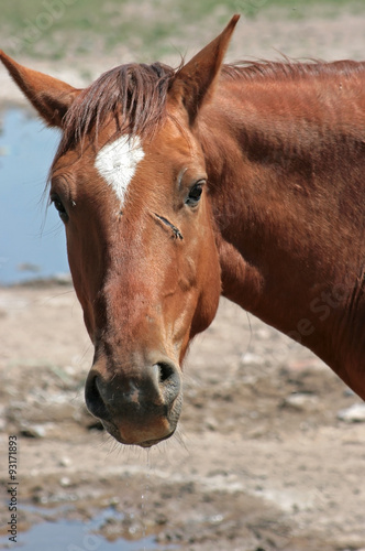 A horse with a scar on watering place