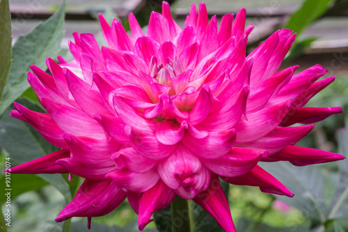 Pink purple flower photographed in Chiang Mai, Thailand.