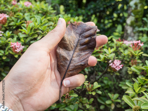 Man's hand holding dry leaf 