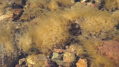 The algae on the stones on the river Biya in Altai.