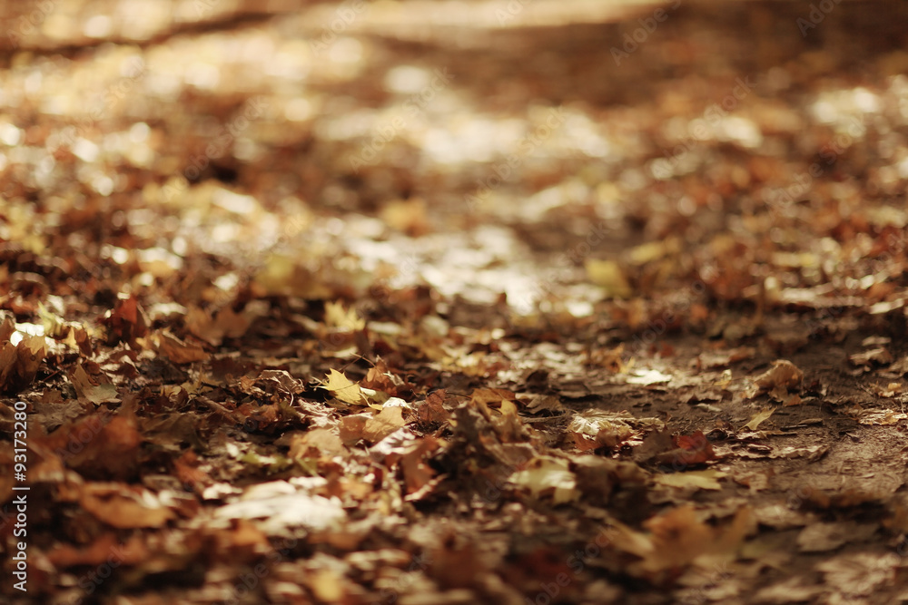 fallen yellow autumn leaves background, texture fallen yellow autumn leaves background, texture