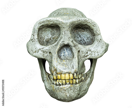 The skull of Australopithecus africanus from Africa photo